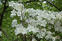 Hazel Dawson Azalea (Rhododendron 'Hazel Dawson') at Stonegate Gardens
