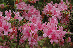 Mascot Azalea (Rhododendron 'Mascot') at A Very Successful Garden Center