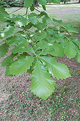 Swamp Chestnut Oak (Quercus michauxii) at A Very Successful Garden Center