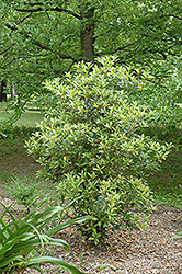 UNC Sweet Olive (Osmanthus x fortunei 'UNC') at A Very Successful Garden Center