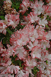 Kin Tai Tai Azalea (Rhododendron 'Kin Tai Tai') at A Very Successful Garden Center