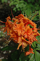 Indian Spring Azalea (Rhododendron 'Indian Spring') at A Very Successful Garden Center