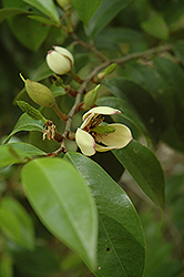 Skinner's Banana Shrub (Magnolia figo 'var. skinneriana') at A Very Successful Garden Center