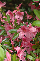 Illusions Azalea (Rhododendron 'Illusions') at A Very Successful Garden Center