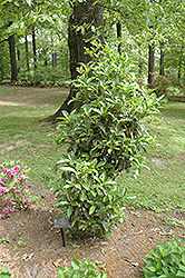 Fudingzhu Fragrant Tea Olive (Osmanthus fragrans 'Fudingzhu') at Stonegate Gardens