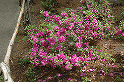 Amelia Rose Azalea (Rhododendron 'Amelia Rose') at A Very Successful Garden Center