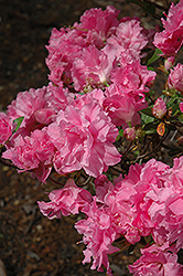Hallie Azalea (Rhododendron 'Hallie') at A Very Successful Garden Center
