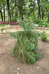 Taiwania (Taiwania cryptomerioides) at Stonegate Gardens