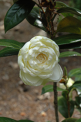 Dahlonega Camellia (Camellia japonica 'Dahlonega') at Lakeshore Garden Centres