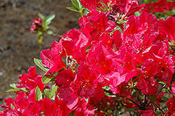 Red Raspberry Azalea (Rhododendron 'Red Raspberry') at Stonegate Gardens