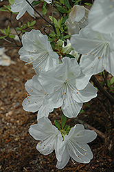 Irish Cream Azalea (Rhododendron 'Irish Cream') at A Very Successful Garden Center