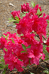 Temple Alexandra Azalea (Rhododendron 'Temple Alexandra') at Stonegate Gardens