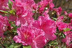 Michaele Lux Azalea (Rhododendron 'Michaele Lux') at A Very Successful Garden Center