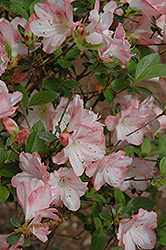 Amy Azalea (Rhododendron 'Amy') at A Very Successful Garden Center