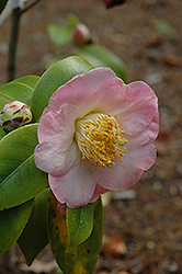 Peter Pan Camellia (Camellia japonica 'Peter Pan') at A Very Successful Garden Center