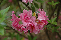 Encore Autumn Carnation Azalea (Rhododendron 'Roblec') at A Very Successful Garden Center