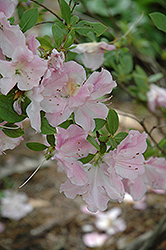 Encore Autumn Sweetheart Azalea (Rhododendron 'Robleja') at A Very Successful Garden Center