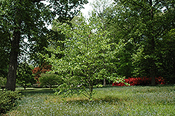 Dove Tree (Davidia involucrata) at A Very Successful Garden Center