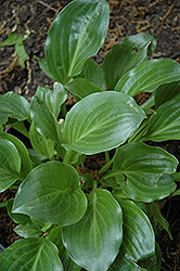 Lily Pad Hosta (Hosta 'Lily Pad') at A Very Successful Garden Center