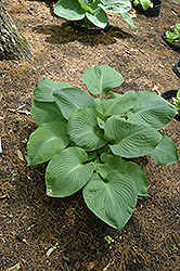 Mississippi Delta Hosta (Hosta 'Mississippi Delta') at Stonegate Gardens