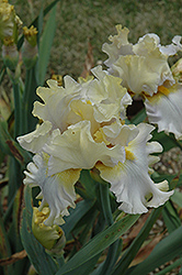 Mandate Iris (Iris 'Mandate') at A Very Successful Garden Center