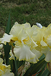 Total Recall Iris (Iris 'Total Recall') at Lakeshore Garden Centres