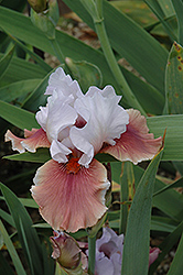 Leaps and Bounds Iris (Iris 'Leaps and Bounds') at A Very Successful Garden Center