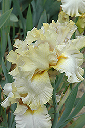 Colorado Bonanza Iris (Iris 'Colorado Bonanza') at A Very Successful Garden Center