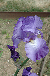 Long's Peak Iris (Iris 'Long's Peak') at Lakeshore Garden Centres