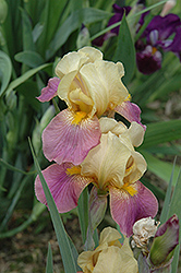 Ben A Factor Iris (Iris 'Ben A Factor') at A Very Successful Garden Center