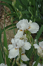 Crystal Ruffles Iris (Iris 'Crystal Ruffles') at A Very Successful Garden Center