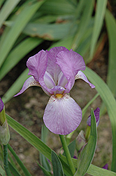 Think Spring Iris (Iris 'Think Spring') at A Very Successful Garden Center