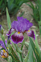 Missus Bee Iris (Iris 'Missus Bee') at A Very Successful Garden Center