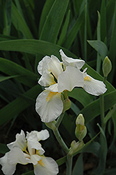Mystic Crystal Iris (Iris 'Mystic Crystal') at Lakeshore Garden Centres
