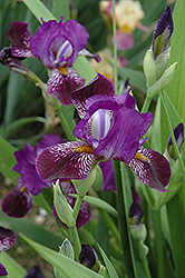 Daemon Imp Iris (Iris 'Daemon Imp') at A Very Successful Garden Center