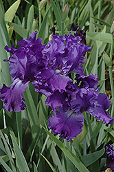 Autumn Thunder Iris (Iris 'Autumn Thunder') at A Very Successful Garden Center