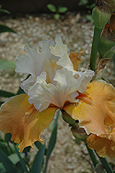Trans Orange Iris (Iris 'Trans Orange') at Stonegate Gardens
