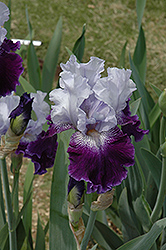 Endura Iris (Iris 'Endura') at A Very Successful Garden Center