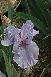 Swing And Sway Iris (Iris 'Swing And Sway') at A Very Successful Garden Center