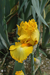 Bombay Gold Iris (Iris 'Bombay Gold') at A Very Successful Garden Center