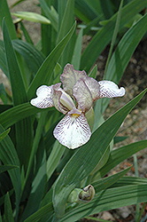 Lighter Moments Iris (Iris 'Lighter Moments') at Lakeshore Garden Centres
