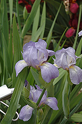 Tracking Iris (Iris 'Tracking') at A Very Successful Garden Center