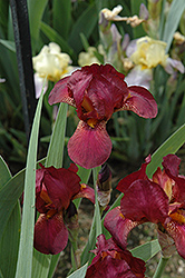 Cheese And Wine Iris (Iris 'Cheese And Wine') at A Very Successful Garden Center