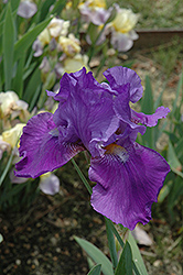 Violet Reprise Iris (Iris 'Violet Reprise') at A Very Successful Garden Center