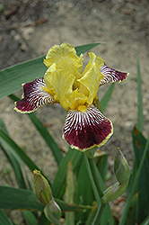 Welch's Reward Iris (Iris 'Welch's Reward') at A Very Successful Garden Center