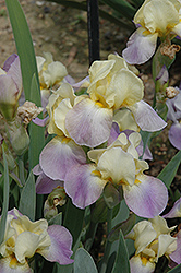 Enriched Iris (Iris 'Enriched') at A Very Successful Garden Center
