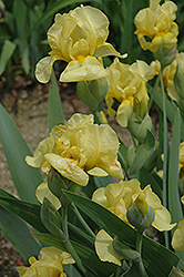 Easy Iris (Iris 'Easy') at A Very Successful Garden Center