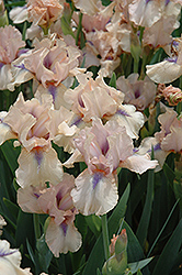 Concertina Iris (Iris 'Concertina') at A Very Successful Garden Center