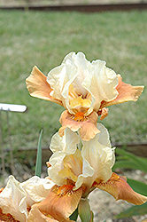 Flambe Iris (Iris 'Flambe') at A Very Successful Garden Center
