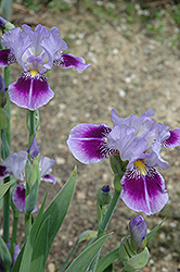 Performer Iris (Iris 'Performer') at Lakeshore Garden Centres